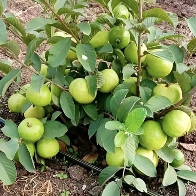 Taiwan Pink Guava Plant – Sweet Pink Flesh Exotic Guava