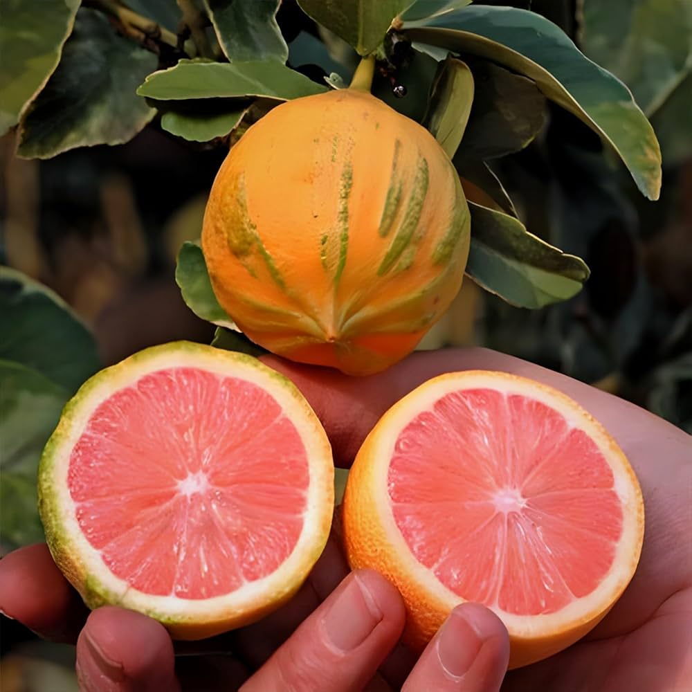 Variegated Pink Eureka Lemon Plant – Premium Pink Flesh Striped Lemon Variety