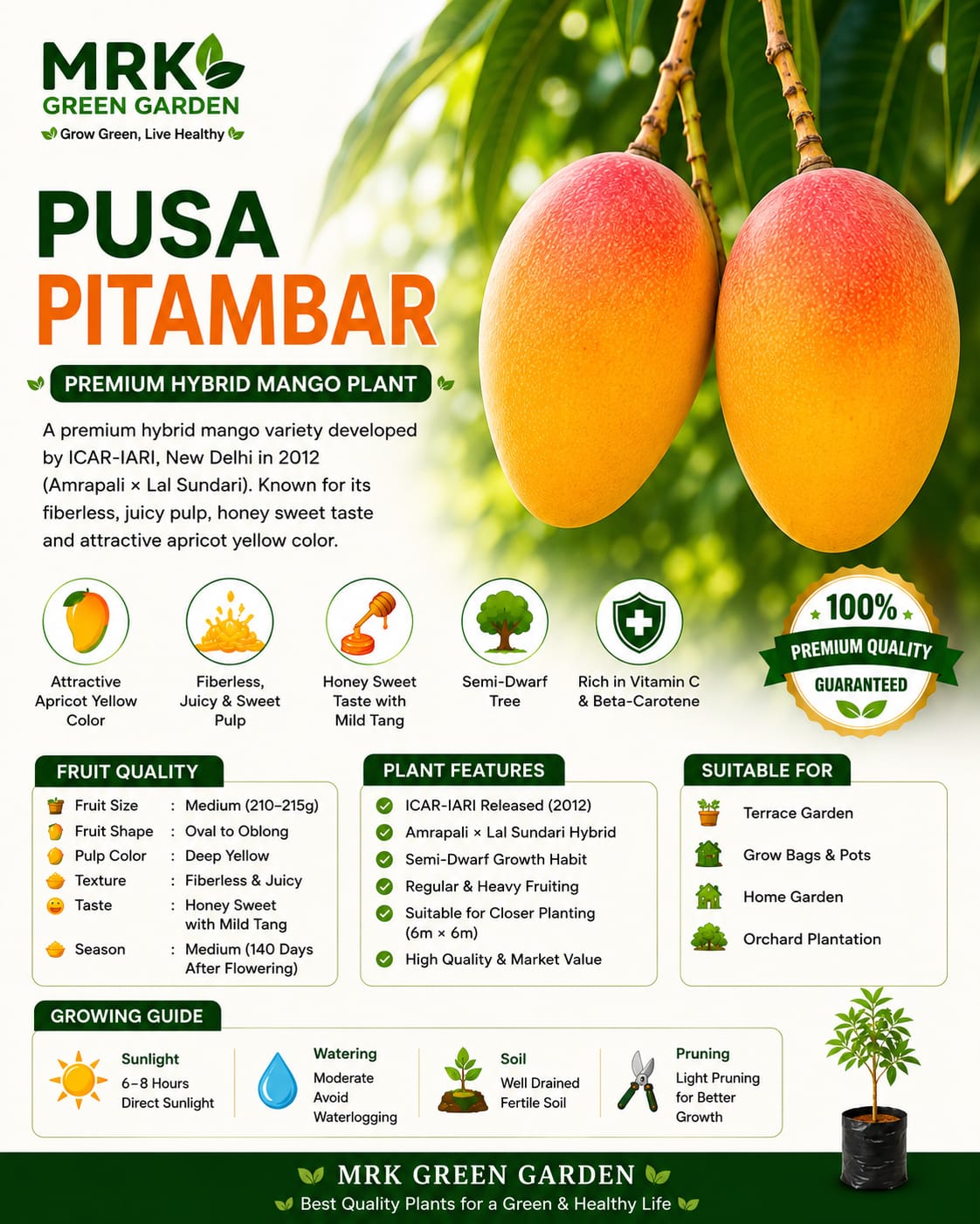 Pusa Pitambar Mango Plant – Premium Fiberless Hybrid Mango Variety | Sweet Juicy Mango