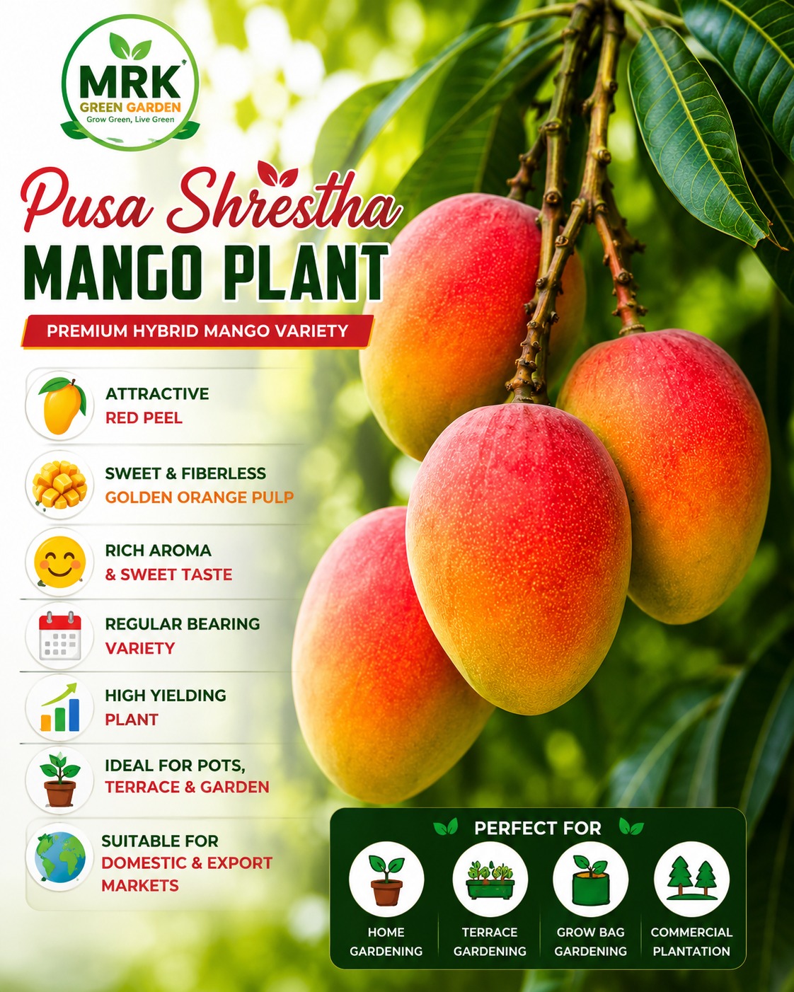 Pusa Shrestha Mango Plant – Premium Red Peel Fiberless Hybrid Mango Variety for Terrace Gardening, Pot Gardening & Commercial Farming