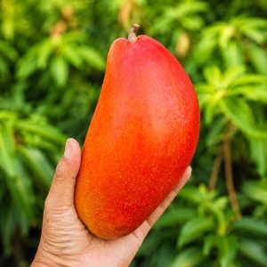 Xi Shi Mango Plant – Premium Taiwanese Red Skin Fiberless Mango Variety for Terrace Gardening, Pot Gardening & Commercial Farming