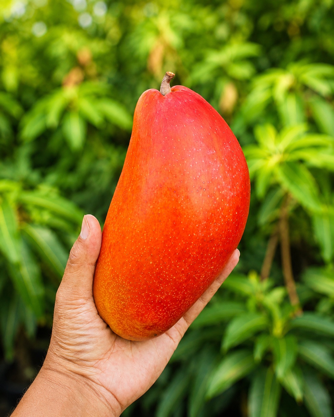 Xi Shi Mango Plant – Premium Taiwanese Red Skin Fiberless Mango Variety for Terrace Gardening, Pot Gardening & Commercial Farming