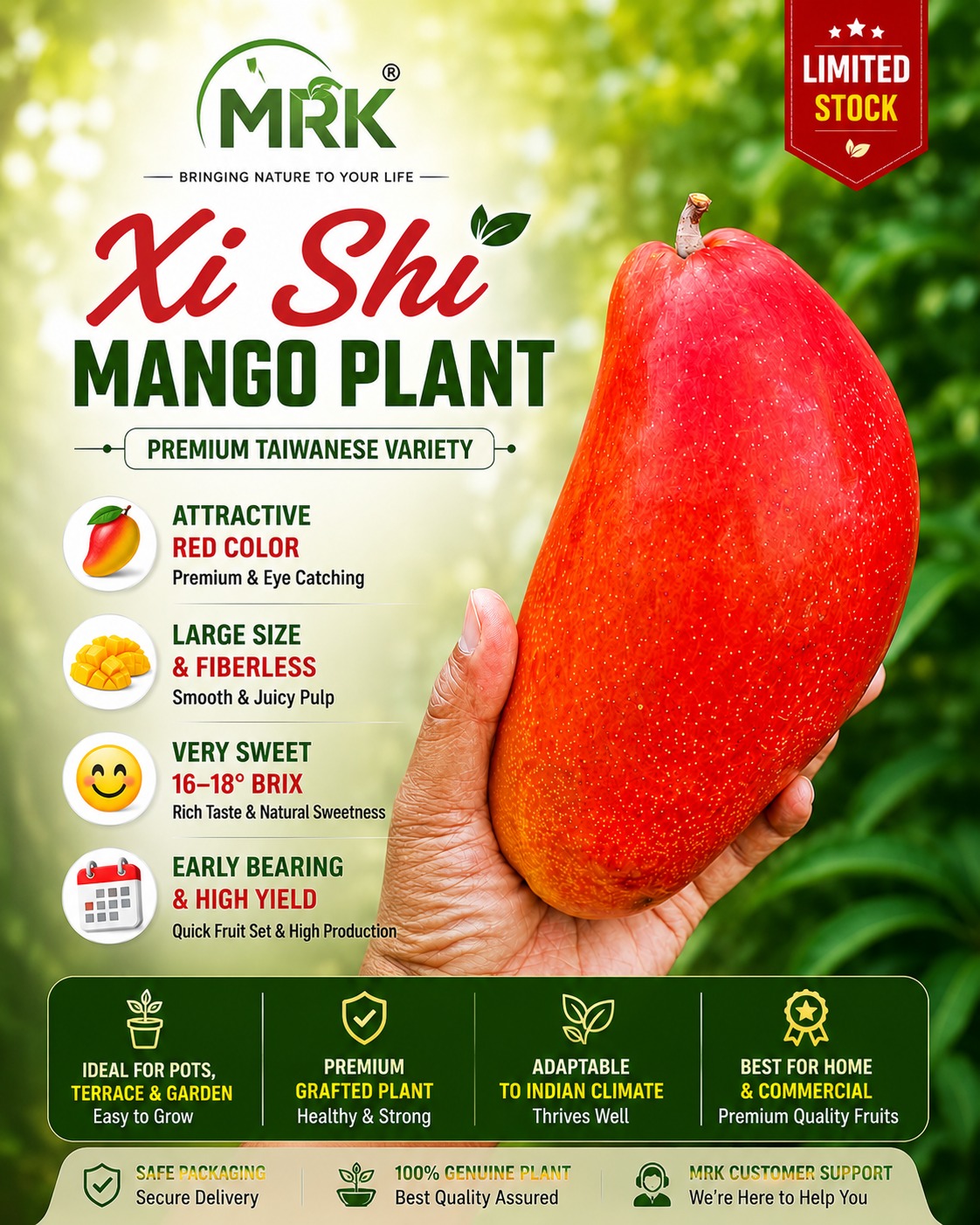 Xi Shi Mango Plant – Premium Taiwanese Red Skin Fiberless Mango Variety for Terrace Gardening, Pot Gardening & Commercial Farming