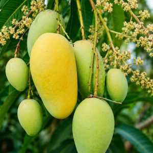 Katimon Mango Plant 12 Masi All Time – All Season Mango Variety for Terrace Gardening, Pot Gardening & Home Gardens