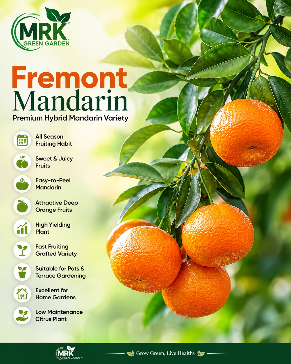 Fremont All Time Mandarin Orange Plant – Premium Sweet & Juicy All Season Fruiting Mandarin Variety for Home Gardening