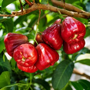 Red Water Apple Plant – Sweet Jamrul / Wax Apple Variety 1.5 to 3 Feet