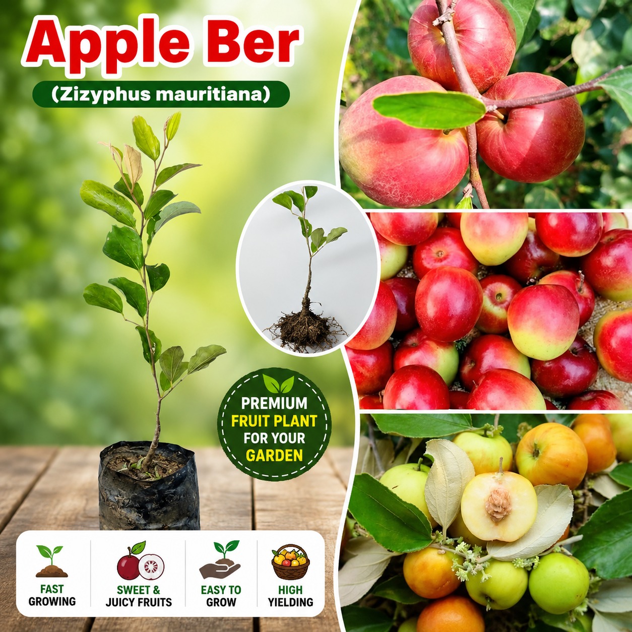 Red King Apple Ber Plant (Thai Red King Apple Berr) – Premium Grafted Fruit Plant