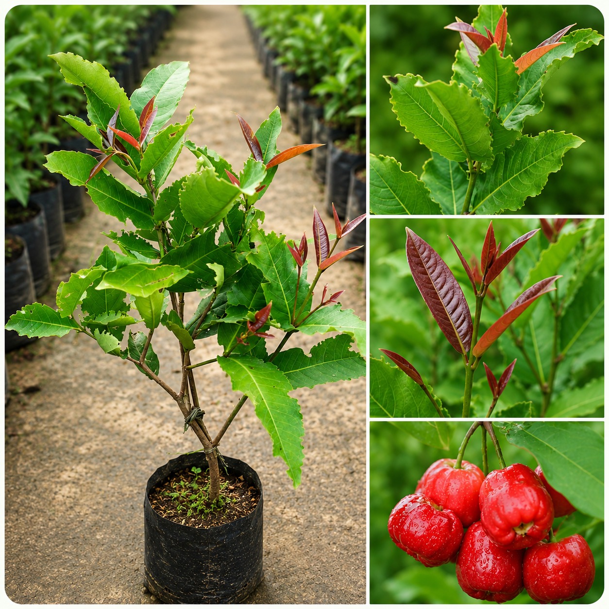 Red Water Apple Plant – Sweet Jamrul / Wax Apple Variety 1.5 to 3 Feet