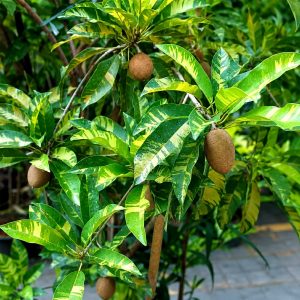 Variegated Chikoo Plant – Premium Decorative Sapota Variety