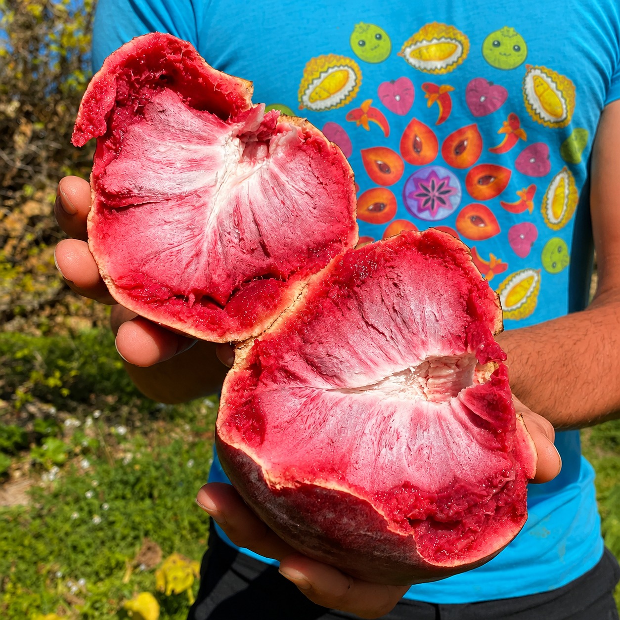 Red Custard Apple Plant (Ramphal) – Premium Grafted Exotic Sweet Fruit Plant