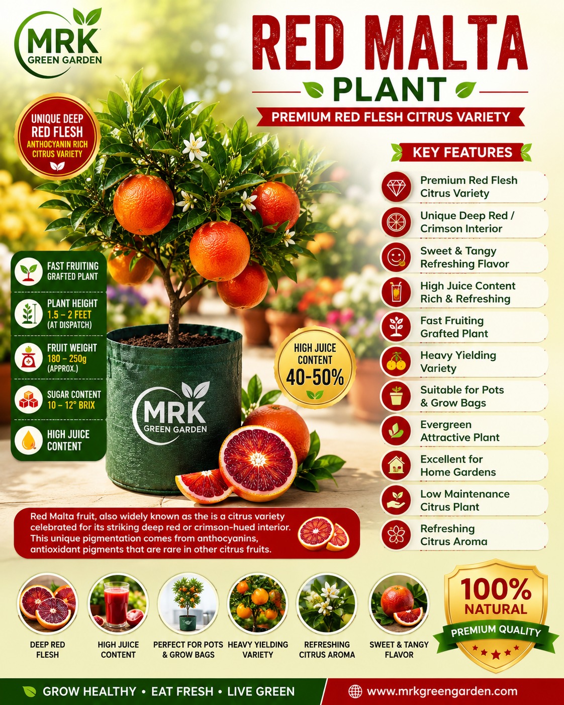 Original Red Malta Plant – Premium Red Eoxic Citrus Variety for Terrace Gardening & Home Gardens