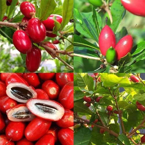 Miracle Berry Plant – Taste Changing Exotic Fruit Plant