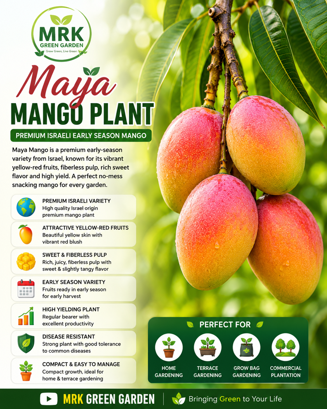 Maya Mango Plant – Premium Israeli Early Season Fiberless Mango Variety for Home Gardening, Terrace Gardening & High Yield Plantation