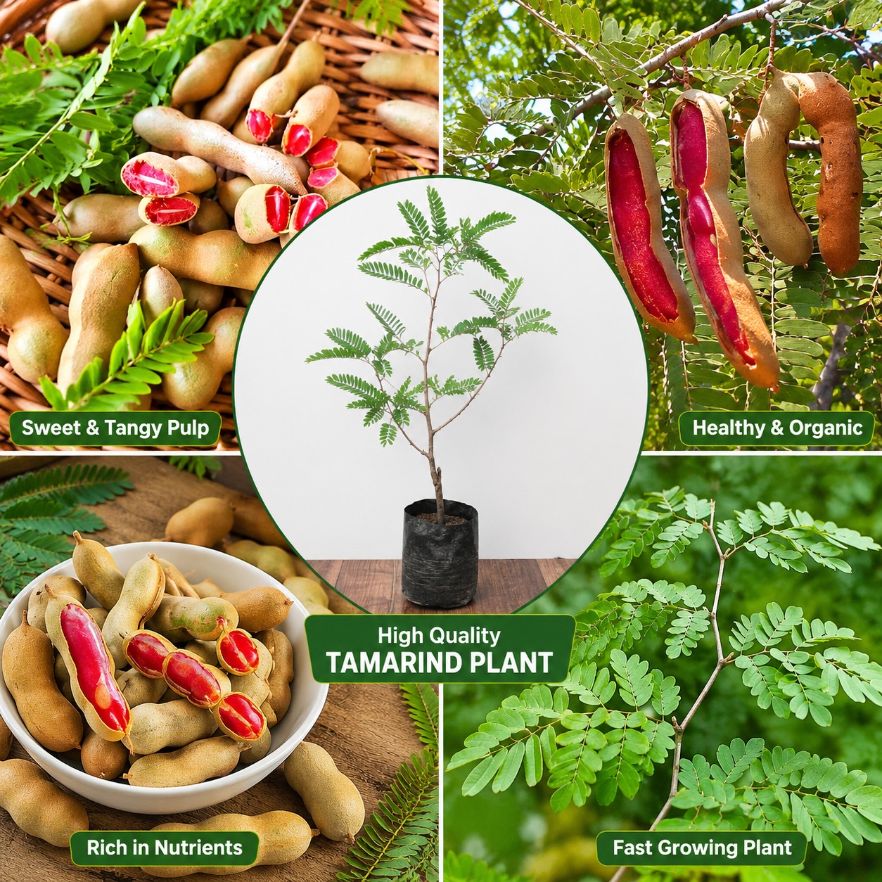 Red Imli Plant (Thai Red Sweet Tamarind / Indonesian Sweet Tamarind) – Premium Grafted Fruit Plant