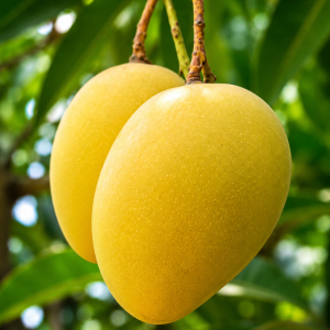 Pusa Pitambar Mango Plant – Premium Fiberless Hybrid Mango Variety | Sweet Juicy Mango