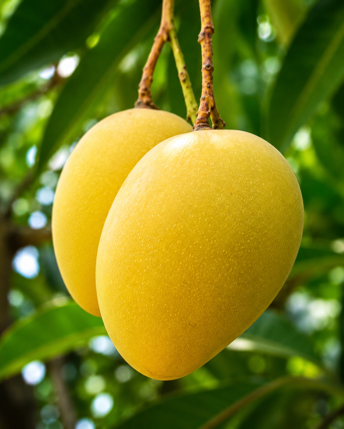 Pusa Pitambar Mango Plant – Premium Fiberless Hybrid Mango Variety | Sweet Juicy Mango