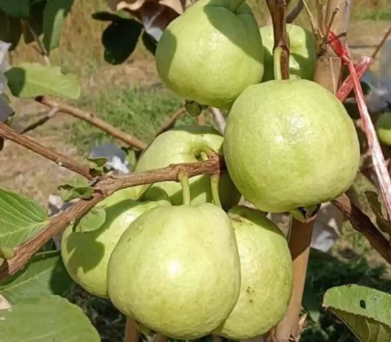 Golden 8 Guava Plant – Premium Thai Hybrid Variety