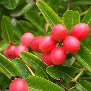 Karonda Plant (Carissa carandas) – Premium Grafted Thorny Berry Fruit Plant
