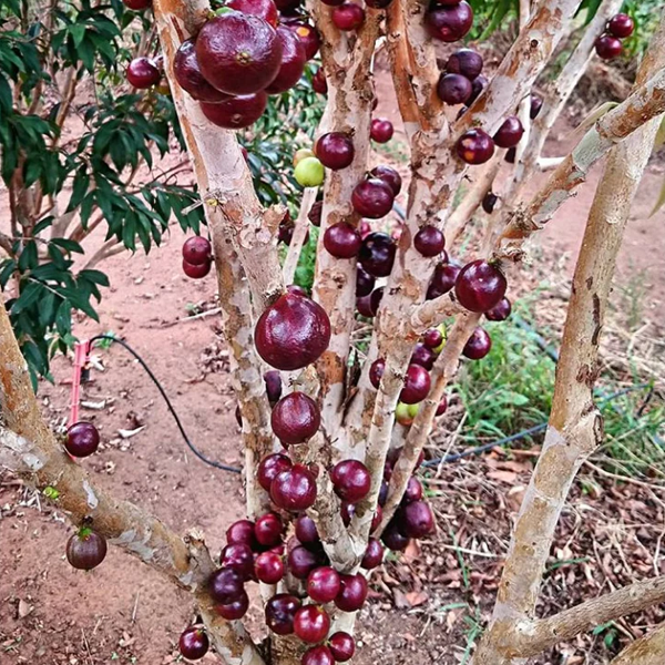 Jaboticaba Plant (Red Hybrid Variety) – Brazilian Grape Tree Exotic Fruit Plant