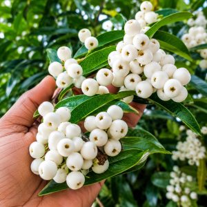 Cat Eye Fruit Plant – Premium Grafted Exotic Fruit Plant