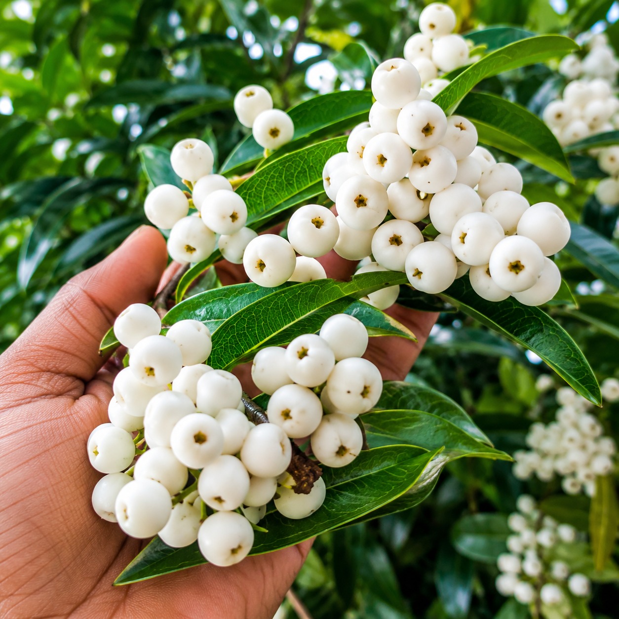 Cat Eye Fruit Plant – Premium Grafted Exotic Fruit Plant