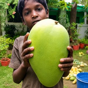 Noorjahan Mango Plant – Premium Grafted Giant Size Honey Sweet Mango Variety
