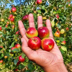 Miss India Apple Ber Plant – Premium Grafted Giant Honey Sweet Apple Ber Variety