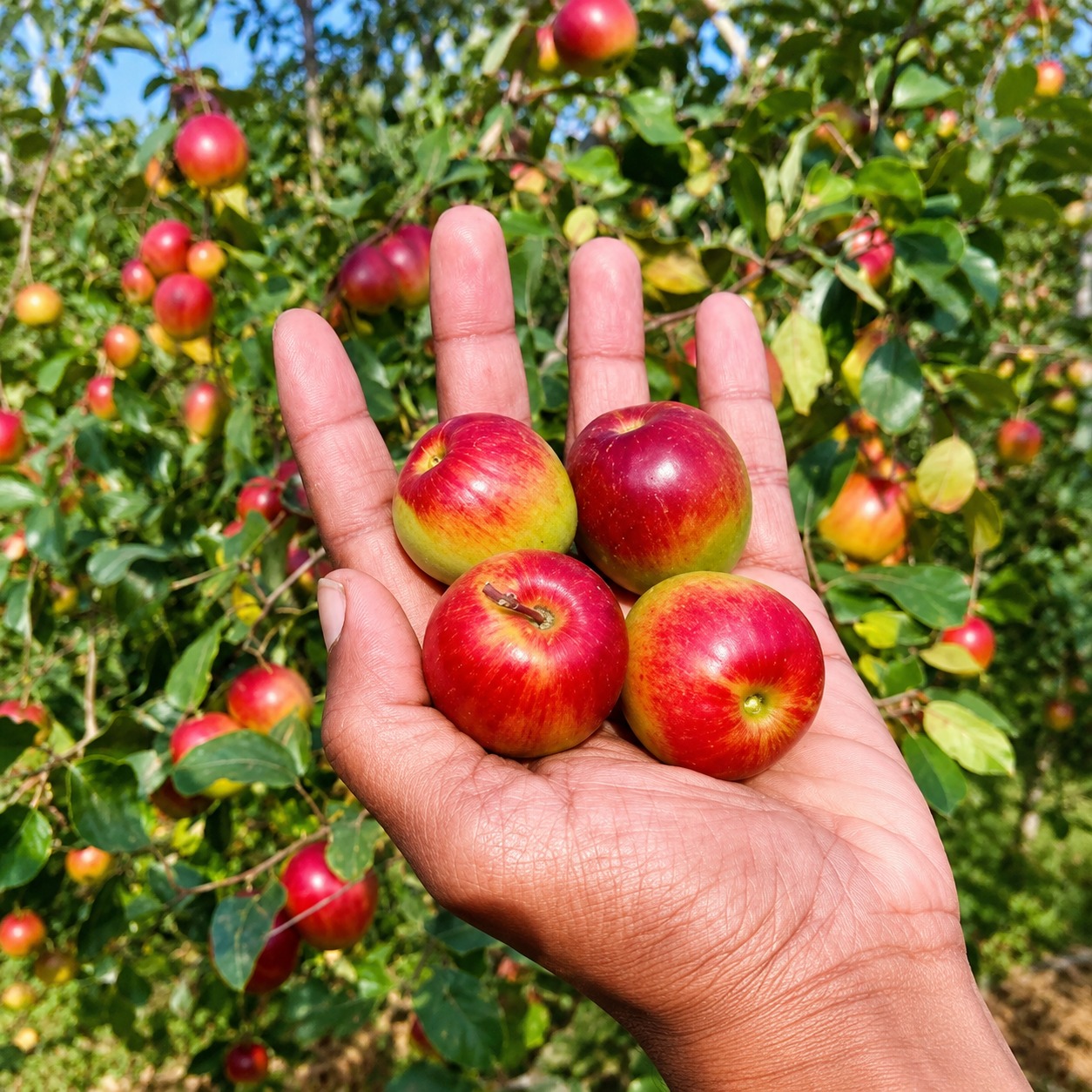 Miss India Apple Ber Plant – Premium Grafted Giant Honey Sweet Apple Ber Variety