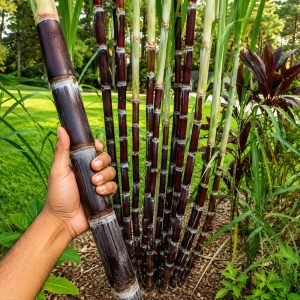 Philippines Black Sugarcane Plant – Premium Exotic High Sugar Sweet Cane Variety