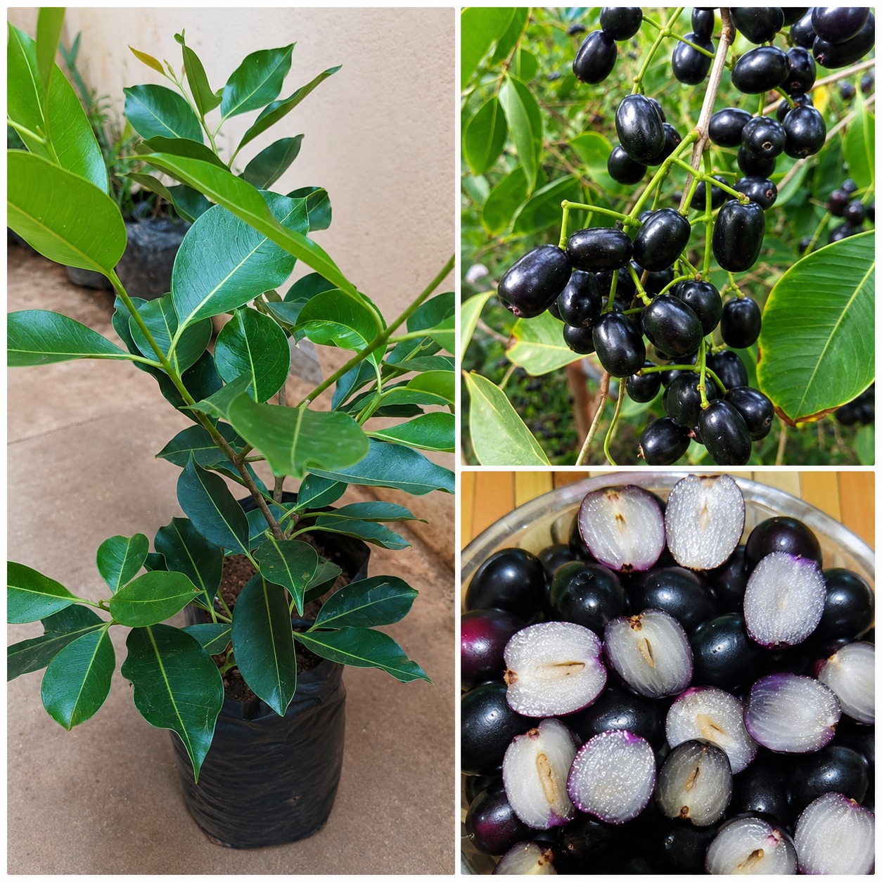 Original Seedless Jamun (Thailand Imported Plant) – Premium Grafted Black Jamun Variety