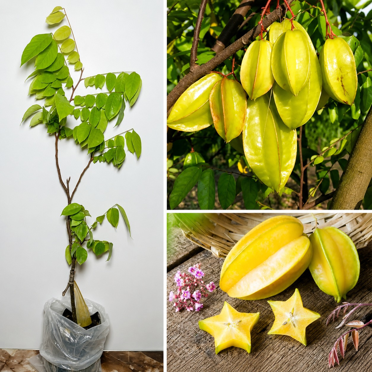 Star Fruit Plant (Kamrakh) – Premium Grafted Sweet Star Fruit Variety