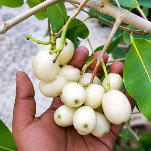 All Time Thai White Jamun Plant (12 Masi White Jamun) Small Size Plant