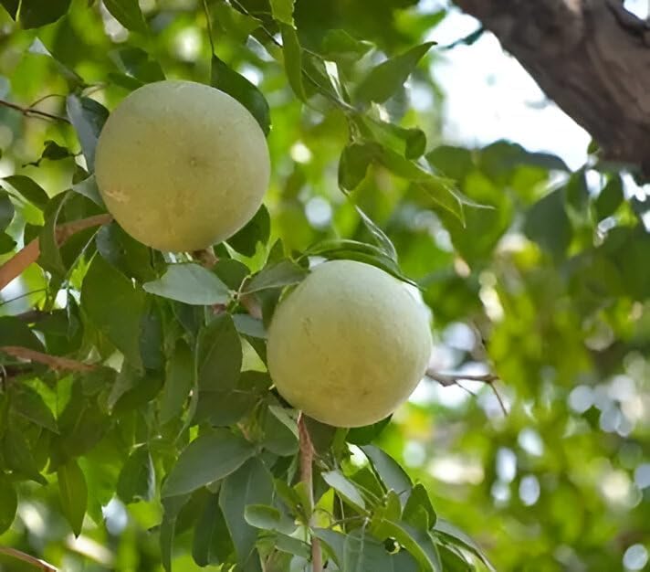 Thai 5kg Bel Plant – (Bel Patra) Premium Grafted Large Sweet Bael Fruit Variety