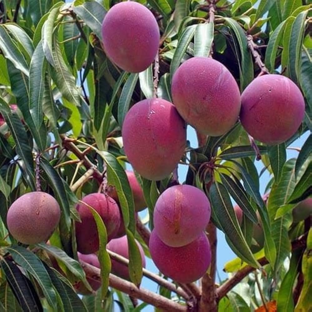 Tommy Atkins Mango Plant – Premium Grafted Florida Red Blush Mango Variety