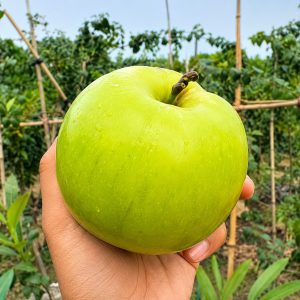 Alien 16 Apple Ber Plant – Premium Grafted Giant Ber Variety (Very Small Size Plant)
