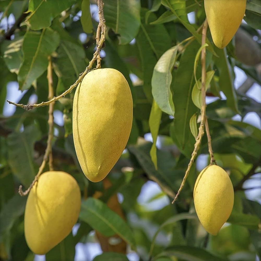 Chausa Mango Plant – Premium Grafted Honey Sweet Late Season Mango Variety