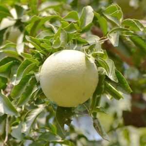 Thai 5kg Bel Plant – (Bel Patra) Premium Grafted Large Sweet Bael Fruit Variety