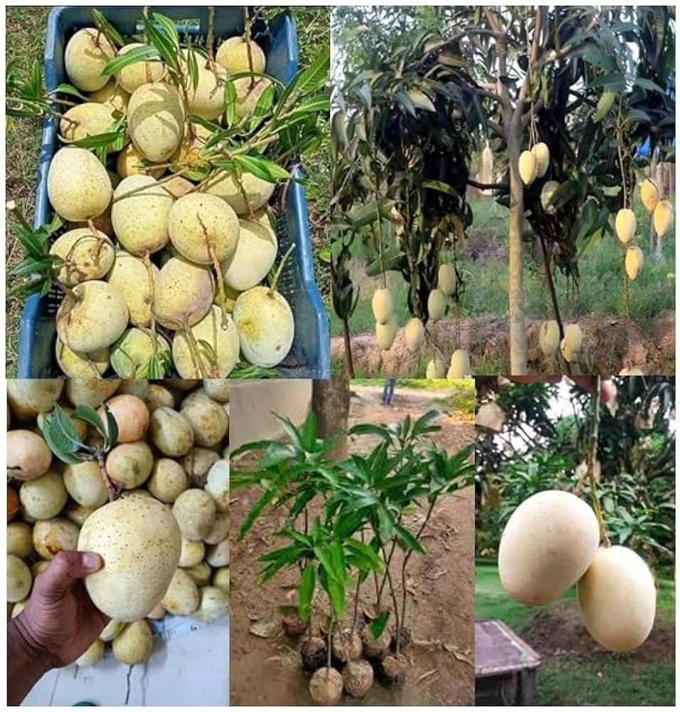 Gourmoti Mango Plant (Grafted) – Premium Late Season Fiberless Mango Variety