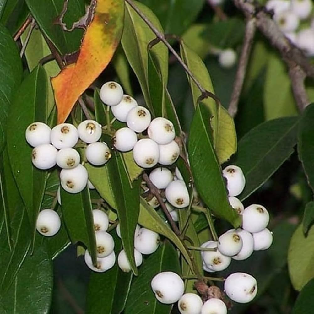 Cat Eye Fruit Plant – Premium Grafted Exotic Fruit Plant