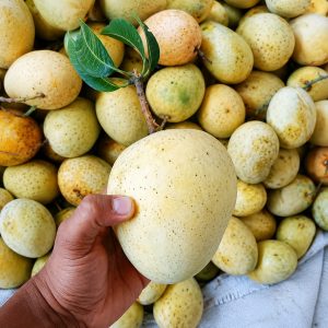 Gourmoti Mango Plant (Grafted) – Premium Late Season Fiberless Mango Variety