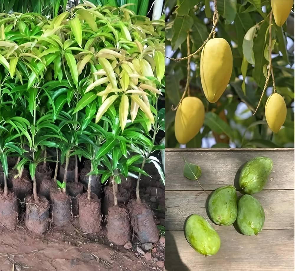 Chausa Mango Plant – Premium Grafted Honey Sweet Late Season Mango Variety