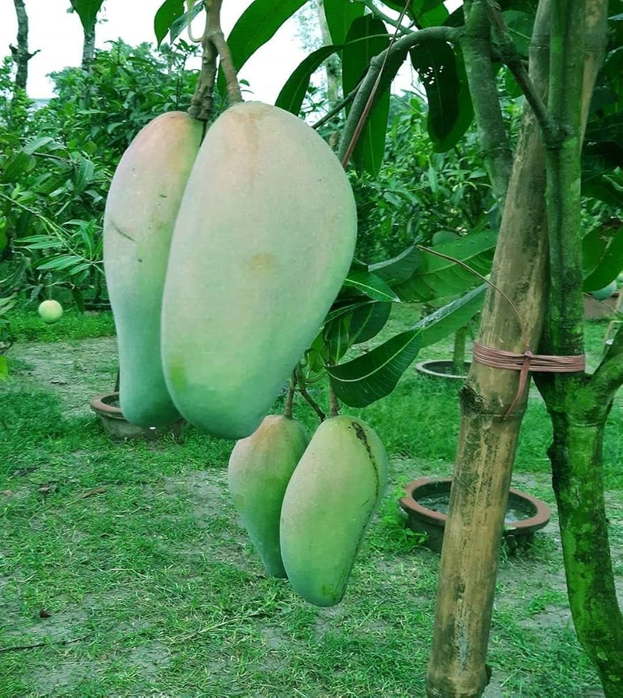 Qjai Mango Plant – Premium Grafted Giant Thai Sweet Mango Variety