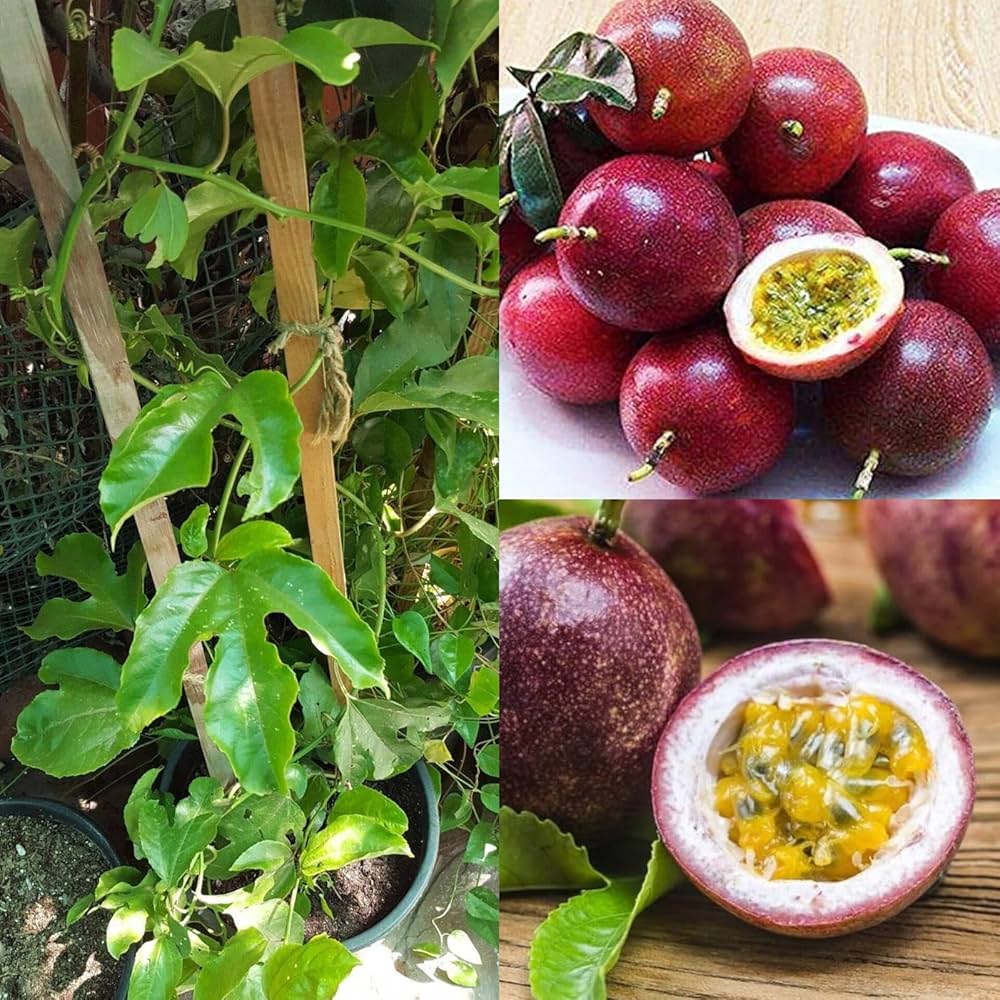 Passion Fruit Plant – Premium Fruiting Vine Sweet & Aromatic Tropical Variety