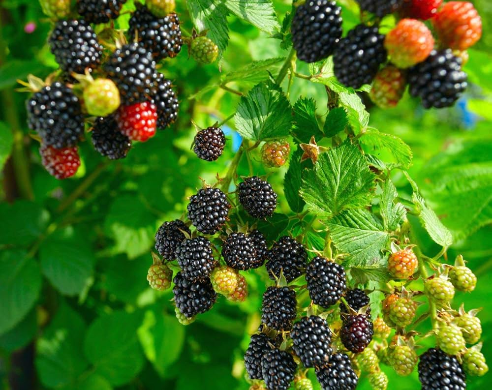 Blackberry Fruit Plant – Premium Grafted Sweet Blackberry Variety