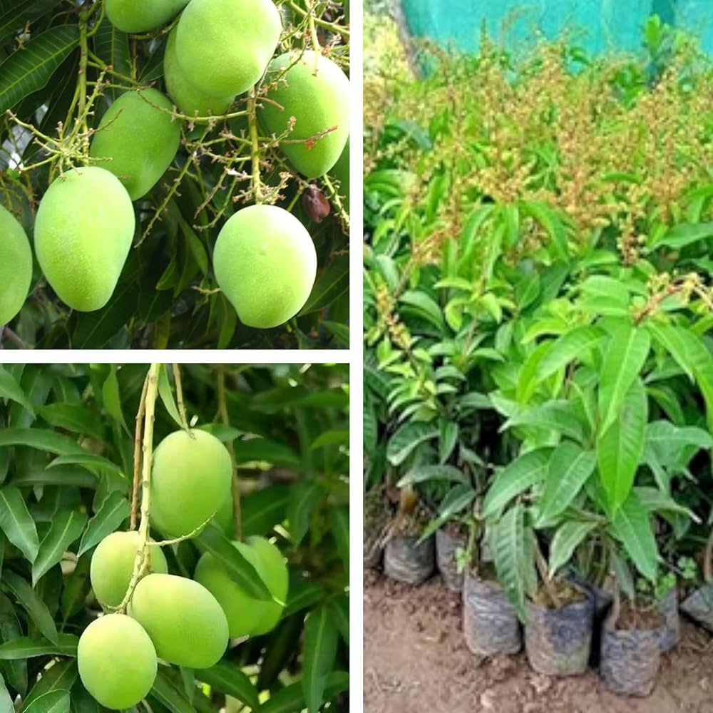 Thai All Time Mango Plant – Premium Grafted Baramasi Sweet Mango Variety