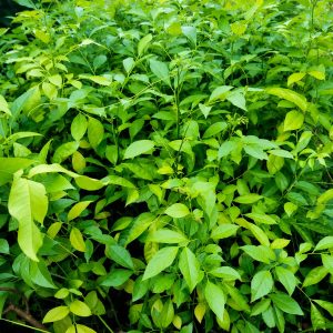 Pan Masala Plant