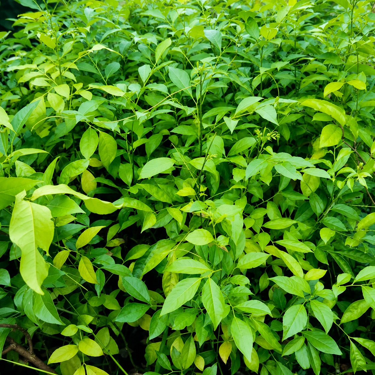 Pan Masala Plant