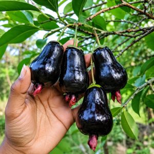 Cherry of the Rio Grande Plant – Premium Exotic Cherry Fruit Plant