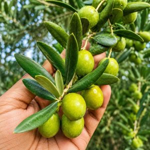 Olive Plant (Olea europaea) – Premium Grafted Imported Olive Fruit Tree