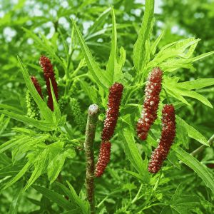 Dragon Mulberry Plant (Chicken Claw Mulberry) – Premium Grafted Honey Sweet High Brix Mulberry Variety